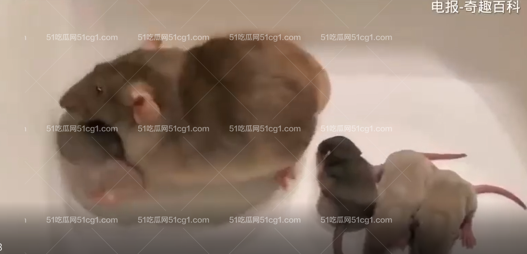 母鼠 展示她的老鼠 宝宝宠物 - 51吃瓜网-51吃瓜网